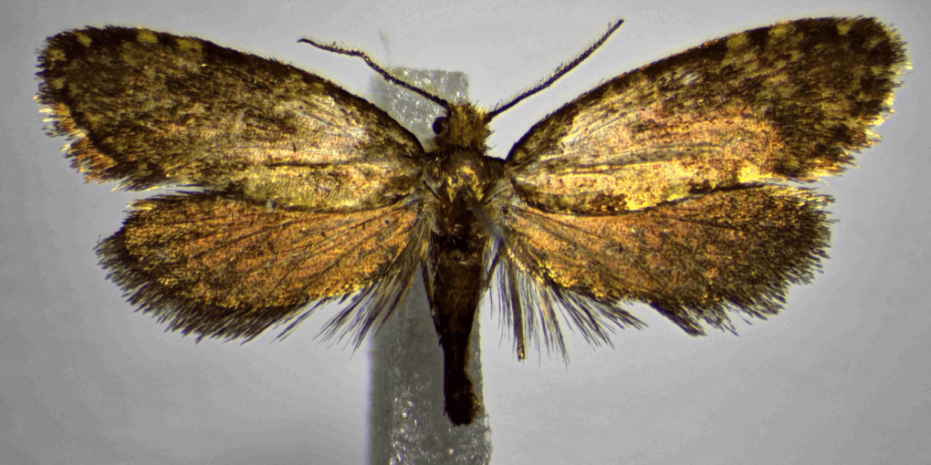 farfalla Giulio Regeni