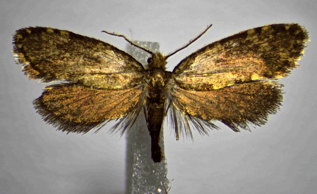 farfalla Giulio Regeni