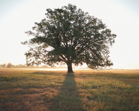 nuovi alberi monumentali in piemonte