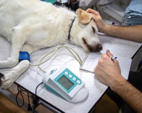 ospedale veterinario pubblico cane