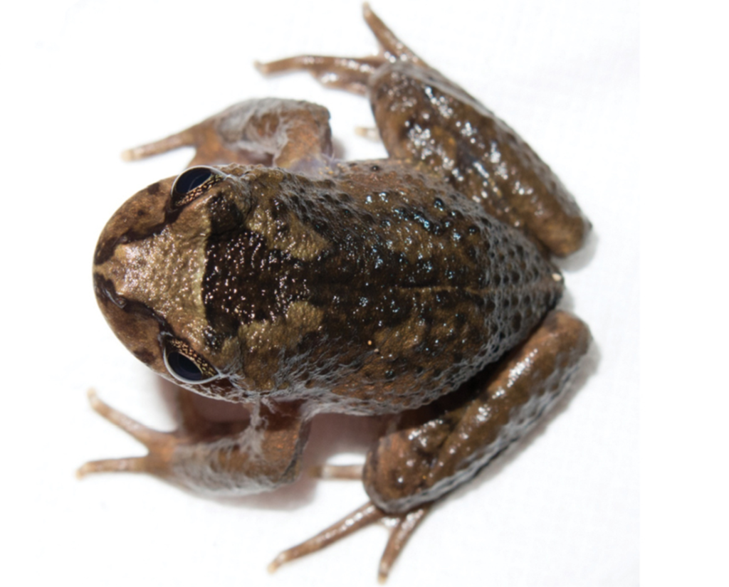 Alsodes vittatus specie di rana scomparsa