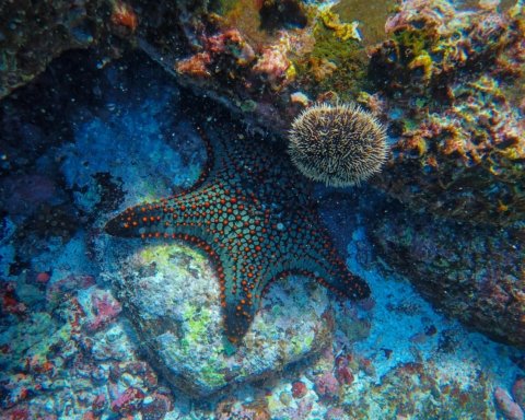 restauro degli ecosistemi marini stella marina reef