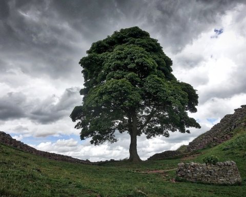 Sycamore Gap abbattimento