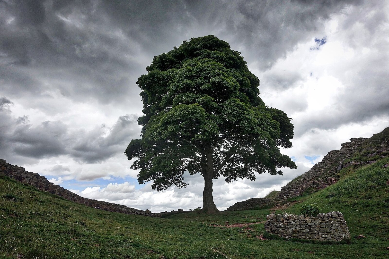 Sycamore Gap abbattimento