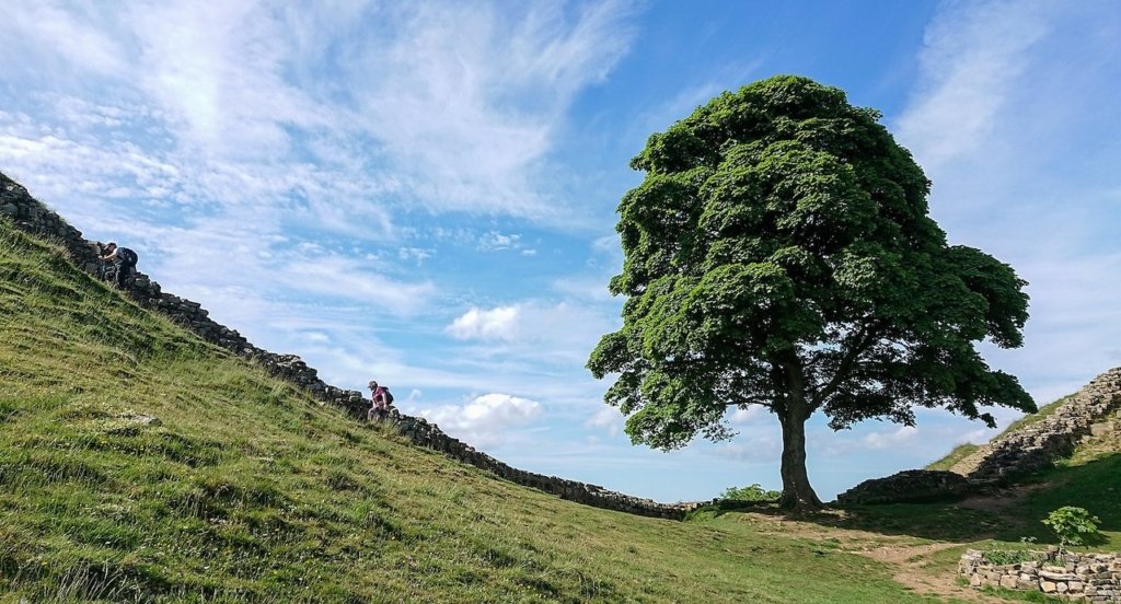 Sycamore Gap Tree