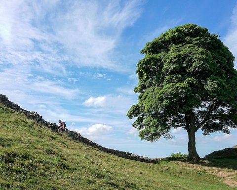Sycamore Gap Tree