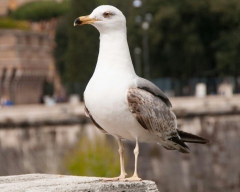 gabbiano conclave 2025