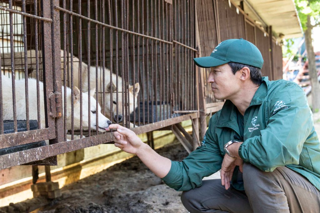Daniel Henney Humane World for Animals