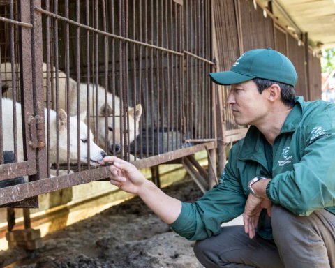 Daniel Henney Humane World for Animals