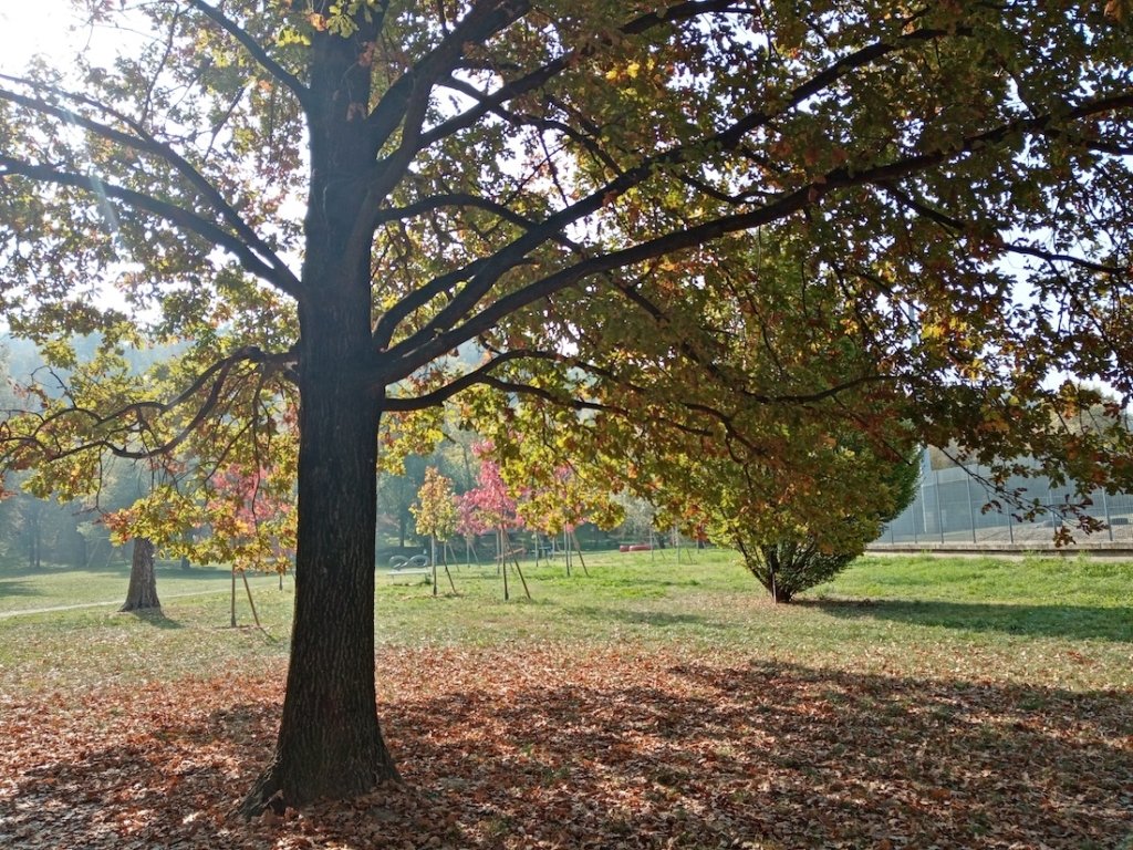 albero del parco di san cassiano