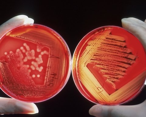 microbiomi domestici