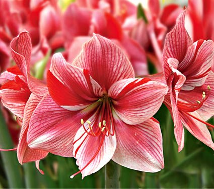 Fiori per San Valentino: l'Amaryllis