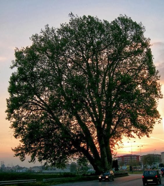 Alessandria Il Platano di Napoleone