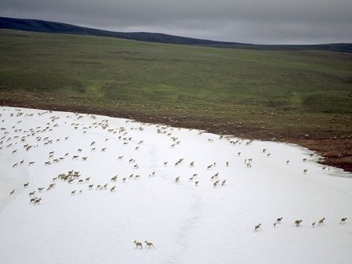Tundra, fonte: http://environment.nationalgeographic.com/