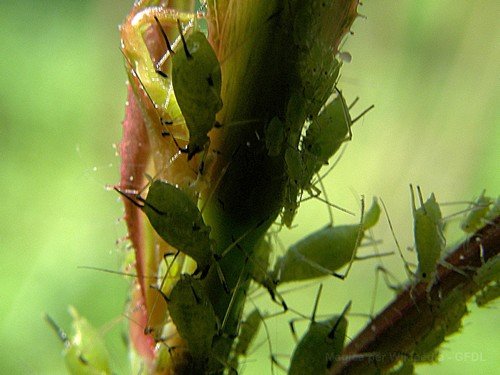 eliminare i pidocchi delle piante