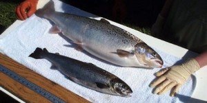 Un normale salmone a confronto con un AquAdvantage