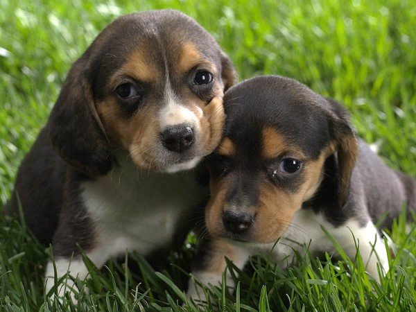 cuccioli beagle salvati da green hill