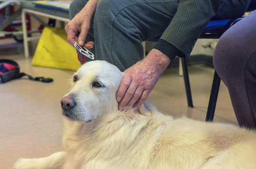 pet therapy
