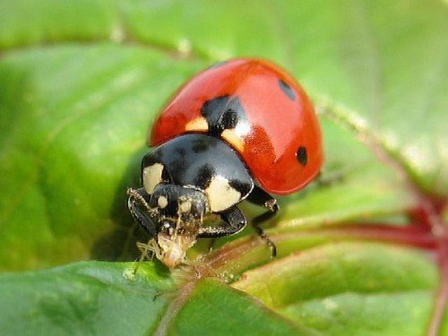 coccinella