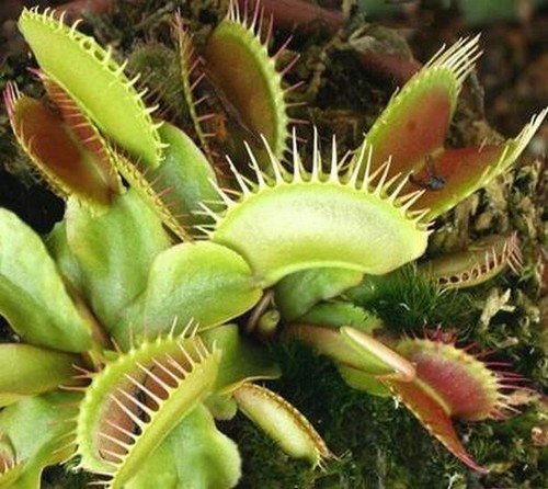 Dionaea