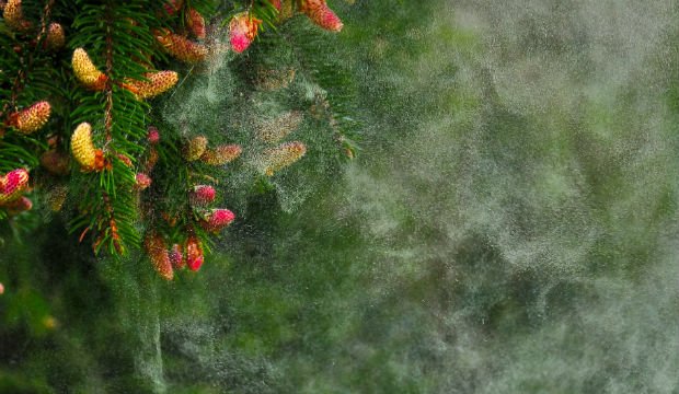 cambiamenti climatici polline