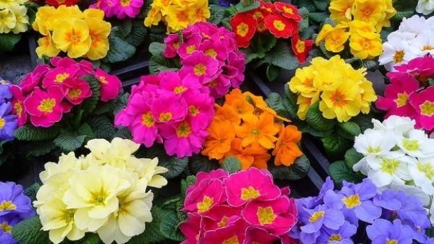 Fiori di stagione: le primule