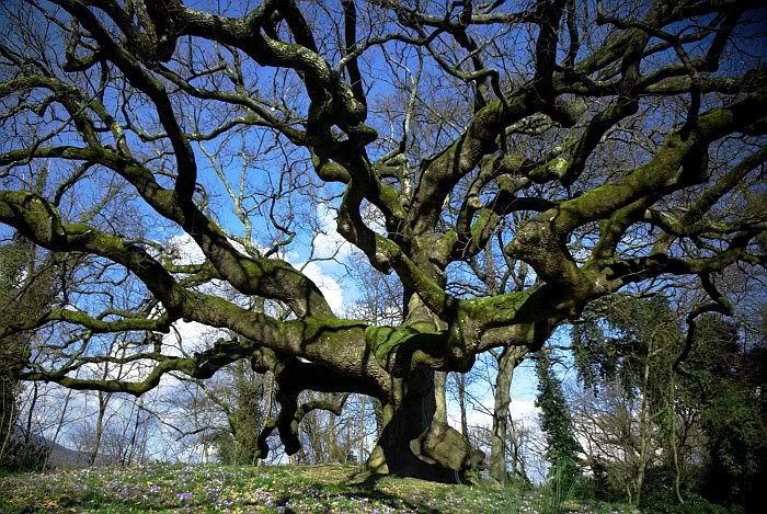 patriarchi verdi d’Italia quercia delle streghe