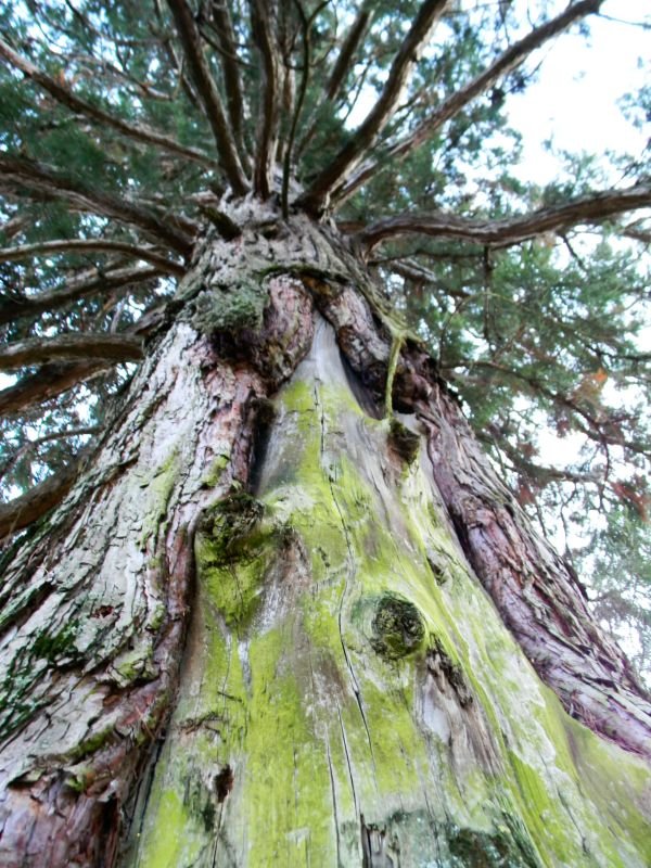 Patriarchi verdi d’Italia sequoia Longarone