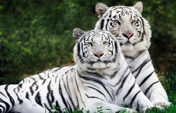 Salviamo gli animali a rischio estinzione