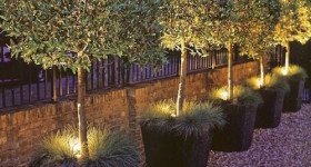 Alberi al posto delle luminarie