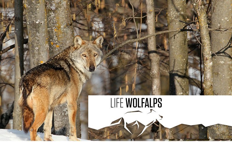 Life Wolfalps